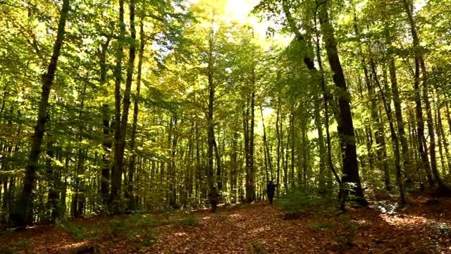 Kastamonu Mantar ve Kestane Toplama - Yürüyüş Etkinliği 1 kastamonu